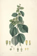 Collectanea botanica Pl29 - John Lindley — Ansicht des Kunstwerks
