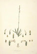Collectanea botanica Pl30 - John Lindley — Ansicht des Kunstwerks