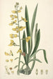 Collectanea botanica Pl31 - John Lindley — Ansicht des Kunstwerks