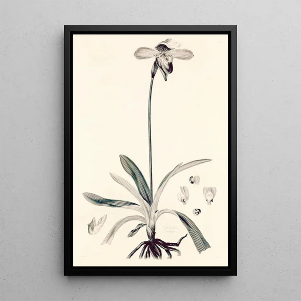 John Lindley - Collectanea botanica Pl32.webp