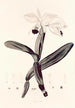 Collectanea botanica Pl33 - John Lindley — Ansicht des Kunstwerks