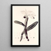 Collectanea botanica Pl33 - John Lindley — gerahmtes Bild an der Wand