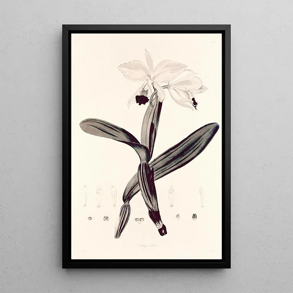 John Lindley - Collectanea botanica Pl33.webp