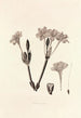 Collectanea botanica Pl34 - John Lindley — Ansicht des Kunstwerks