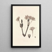 Collectanea botanica Pl34 - John Lindley — gerahmtes Bild an der Wand