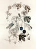 Collectanea botanica Pl. 36 - John Lindley — Ansicht des Kunstwerks