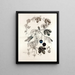 Collectanea botanica Pl. 36 - John Lindley — gerahmtes Bild an der Wand