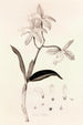 Collectanea botanica Pl37 - John Lindley — Ansicht des Kunstwerks