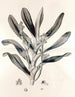 Collectanea botanica Pl. 38 - John Lindley — Ansicht des Kunstwerks