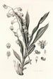 Collectanea botanica Pl40 - John Lindley — Ansicht des Kunstwerks
