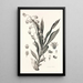 Collectanea botanica Pl40 - John Lindley — gerahmtes Bild an der Wand