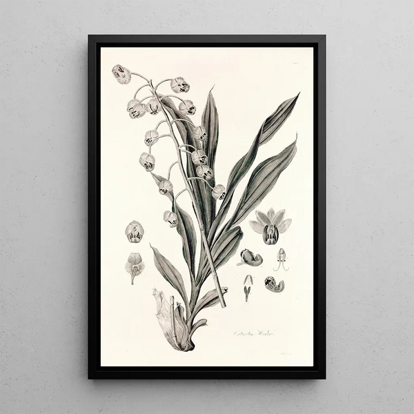 John Lindley - Collectanea botanica Pl40.webp