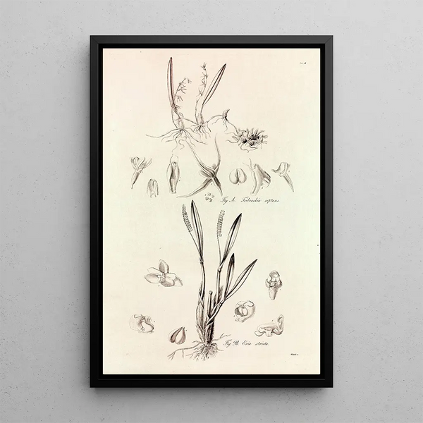 John Lindley - Collectanea botanica Pl41.webp
