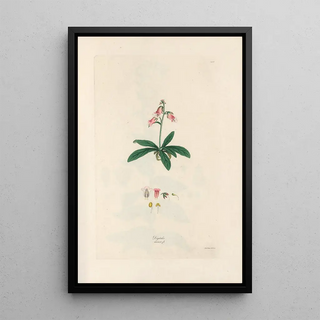 John Lindley - Digitalium monographia Pl06.webp