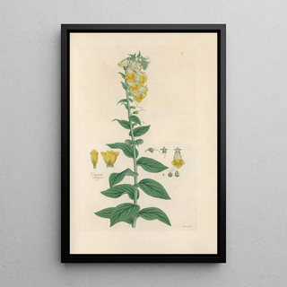 John Lindley - Digitalium monographia Pl07.webp