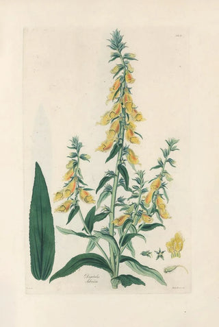 John Lindley - Digitalium monographia Pl11.webp