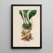 Sertum orchidaceum Eine Krone der schönsten Orchideenblumen Pl01 - John Lindley — gerahmtes Bild an der Wand