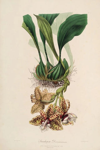 John Lindley - Sertum orchidaceum A wreath of the most beautiful orchidaceous flowers Pl01.webp