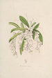 Sertum orchidaceum Eine Krone der schönsten Orchideenblumen Pl02 - John Lindley — Ansicht des Kunstwerks
