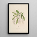 Sertum orchidaceum Eine Krone der schönsten Orchideenblumen Pl02 - John Lindley — gerahmtes Bild an der Wand