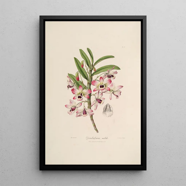 John Lindley - Sertum orchidaceum A wreath of the most beautiful orchidaceous flowers Pl03.webp