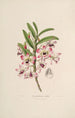 Sertum orchidaceum Eine Krone der schönsten Orchideenblumen Pl03 - John Lindley — Ansicht des Kunstwerks