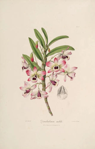 John Lindley - Sertum orchidaceum A wreath of the most beautiful orchidaceous flowers Pl03.webp
