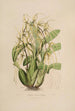 Sertum orchidaceum Eine Krone der schönsten Orchideenblumen Pl06 - John Lindley — Ansicht des Kunstwerks