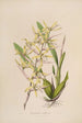 Sertum orchidaceum Eine Krone der schönsten Orchideenblumen Pl07 - John Lindley — Ansicht des Kunstwerks