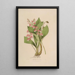 John Lindley - Sertum orchidaceum A wreath of the most beautiful orchidaceous flowers Pl09.webp