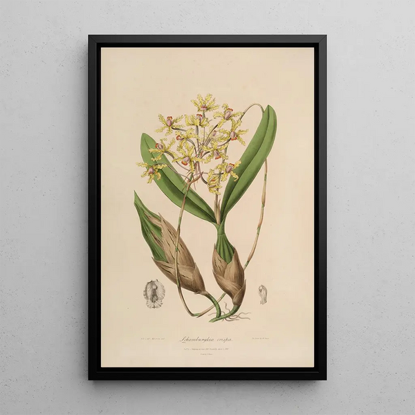John Lindley - Sertum orchidaceum A wreath of the most beautiful orchidaceous flowers Pl10.webp