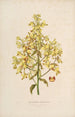 Sertum orchidaceum Eine Krone der schönsten Orchideenblumen Pl12 - John Lindley — Ansicht des Kunstwerks
