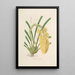 Sertum orchidaceum Eine Krone der schönsten Orchideenblumen Pl14 - John Lindley — gerahmtes Bild an der Wand