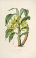 Sertum orchidaceum Eine Krone der schönsten Orchideenblumen Pl16 - John Lindley — Ansicht des Kunstwerks
