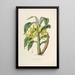 Sertum orchidaceum Eine Krone der schönsten Orchideenblumen Pl16 - John Lindley — gerahmtes Bild an der Wand