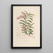 Sertum orchidaceum Eine Krone der schönsten Orchideenblumen Pl19 - John Lindley — gerahmtes Bild an der Wand