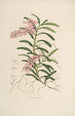 Sertum orchidaceum Eine Krone der schönsten Orchideenblumen Pl19 - John Lindley — Ansicht des Kunstwerks