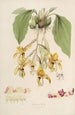 Sertum orchidaceum Eine Krone der schönsten Orchideenblumen Pl20 - John Lindley — Ansicht des Kunstwerks
