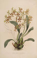 Sertum orchidaceum Eine Krone der schönsten Orchideenblumen Pl25 - John Lindley — Ansicht des Kunstwerks