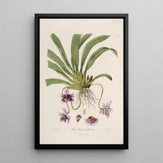 John Lindley - Sertum orchidaceum A wreath of the most beautiful orchidaceous flowers Pl26.webp