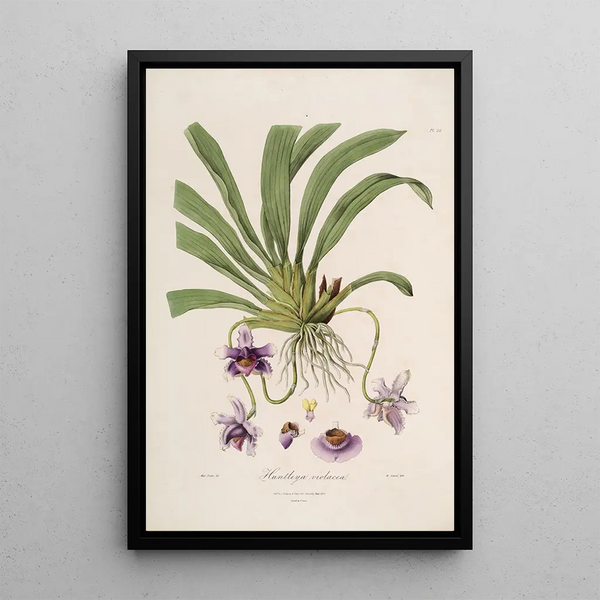 John Lindley - Sertum orchidaceum A wreath of the most beautiful orchidaceous flowers Pl26.webp