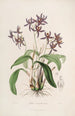 Sertum orchidaceum Eine Krone der schönsten Orchideenblumen Pl28 - John Lindley — Ansicht des Kunstwerks