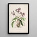 Sertum orchidaceum Eine Krone der schönsten Orchideenblumen Pl28 - John Lindley — gerahmtes Bild an der Wand