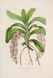 Sertum orchidaceum Eine Krone der schönsten Orchideenblumen Pl30 - John Lindley — Ansicht des Kunstwerks