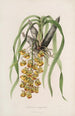 Sertum orchidaceum Eine Krone der schönsten Orchideenblumen Pl31 - John Lindley — Ansicht des Kunstwerks