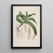 Sertum orchidaceum Eine Krone der schönsten Orchideenblumen Pl32 - John Lindley — gerahmtes Bild an der Wand