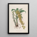 Sertum orchidaceum Eine Krone der schönsten Orchideenblumen Pl33 - John Lindley — gerahmtes Bild an der Wand