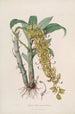 Sertum orchidaceum Eine Krone der schönsten Orchideenblumen Pl33 - John Lindley — Ansicht des Kunstwerks