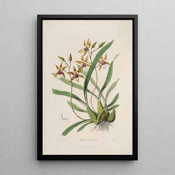 John Lindley - Sertum orchidaceum A wreath of the most beautiful orchidaceous flowers Pl34.webp