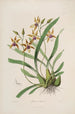 Sertum orchidaceum Eine Krone der schönsten Orchideenblumen Pl34 - John Lindley — Ansicht des Kunstwerks